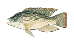 mozambique tilapia